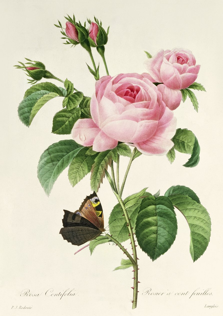 Rosa Centifolia alkotó: Pierre Joseph Redouté