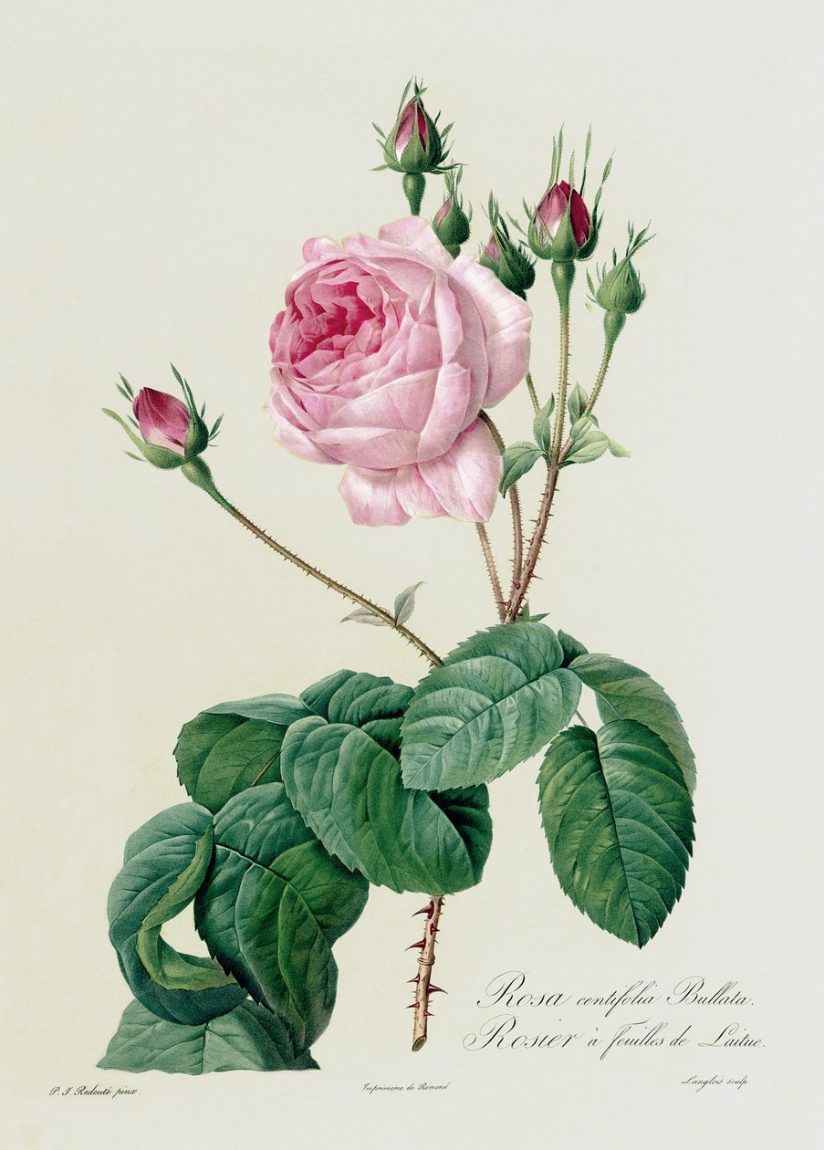 Rosa Centifolia Bullata, a 