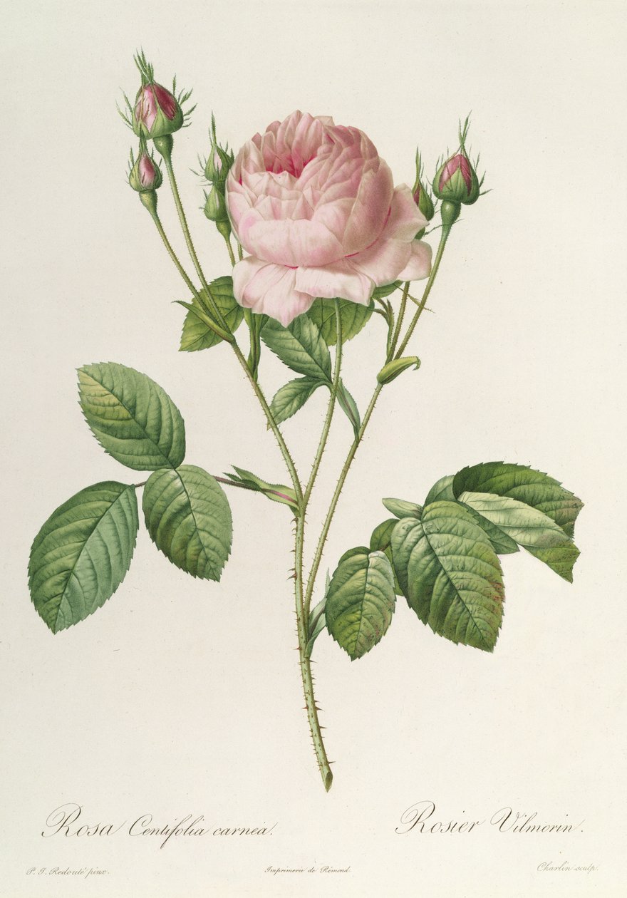 Rosa Centifolia Carnea, a 