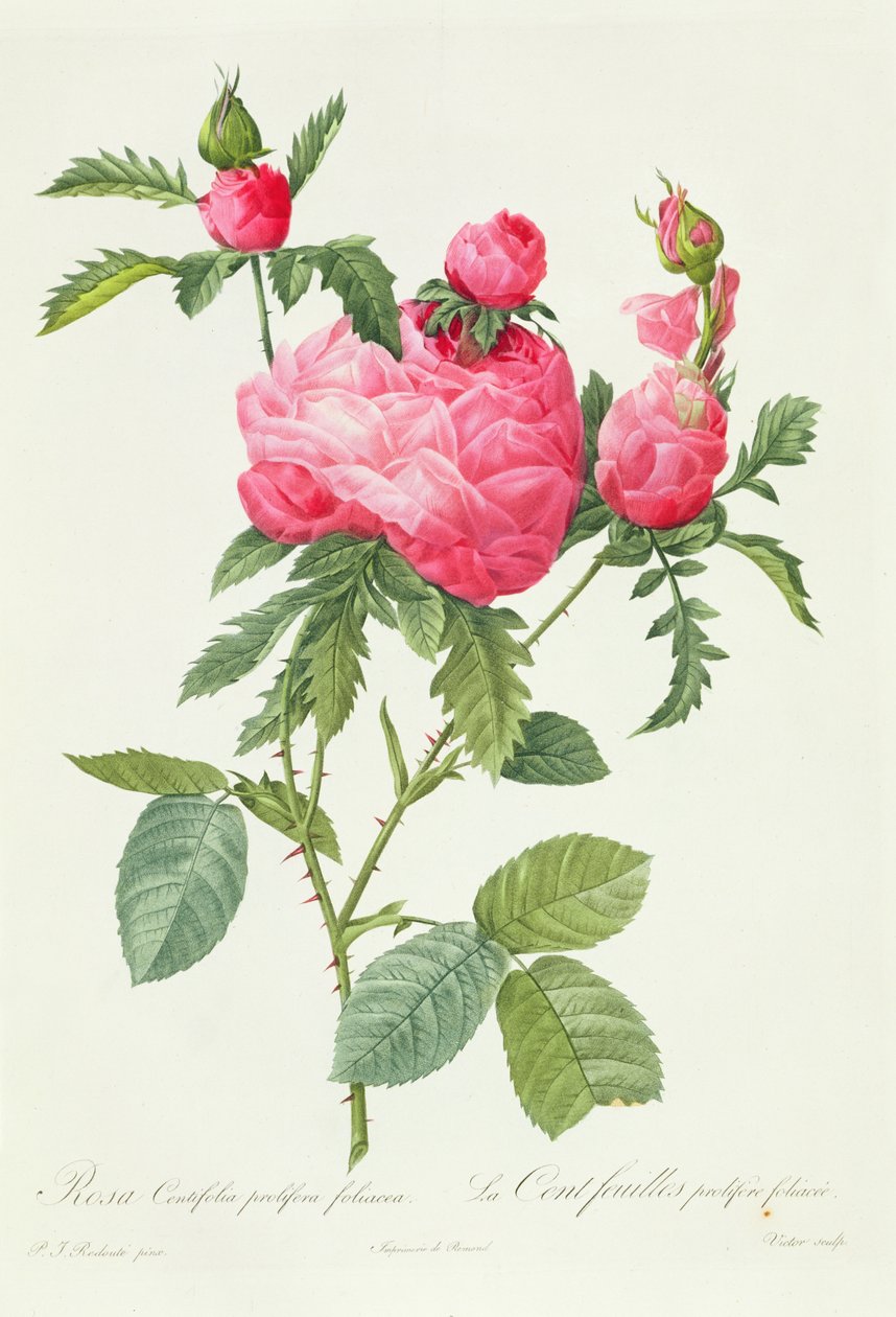 Rosa Centifolia Prolifera Foliacea alkotó: Pierre Joseph Redouté
