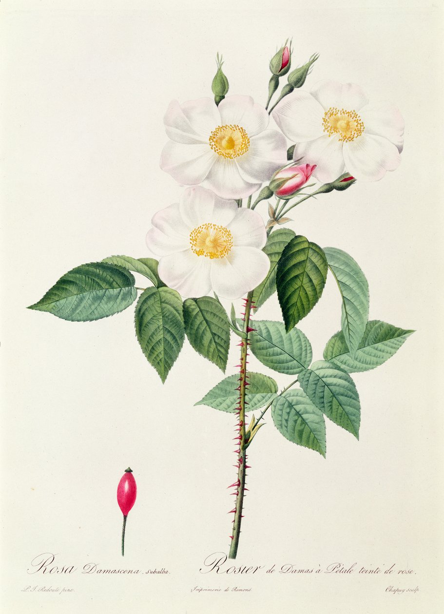 Rosa Damascena Subalba alkotó: Pierre Joseph Redouté