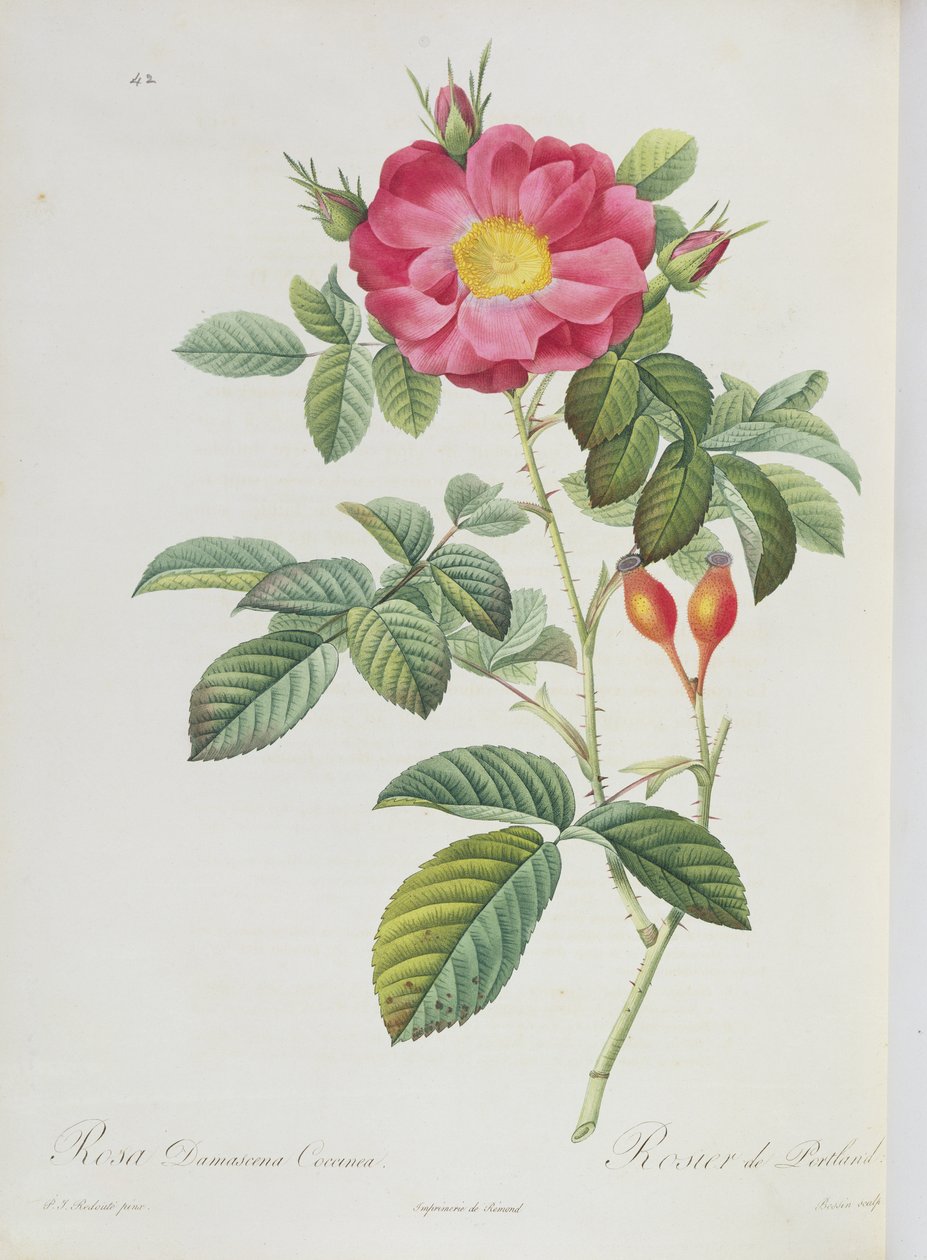 Rosa Damascena, a Les Roses-ból alkotó: Pierre Joseph Redouté