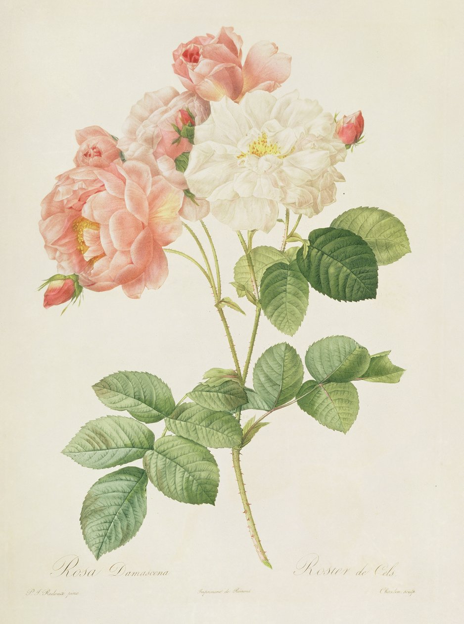 Rosa Damascena, a Les Roses-ból, 1817 alkotó: Pierre Joseph Redouté