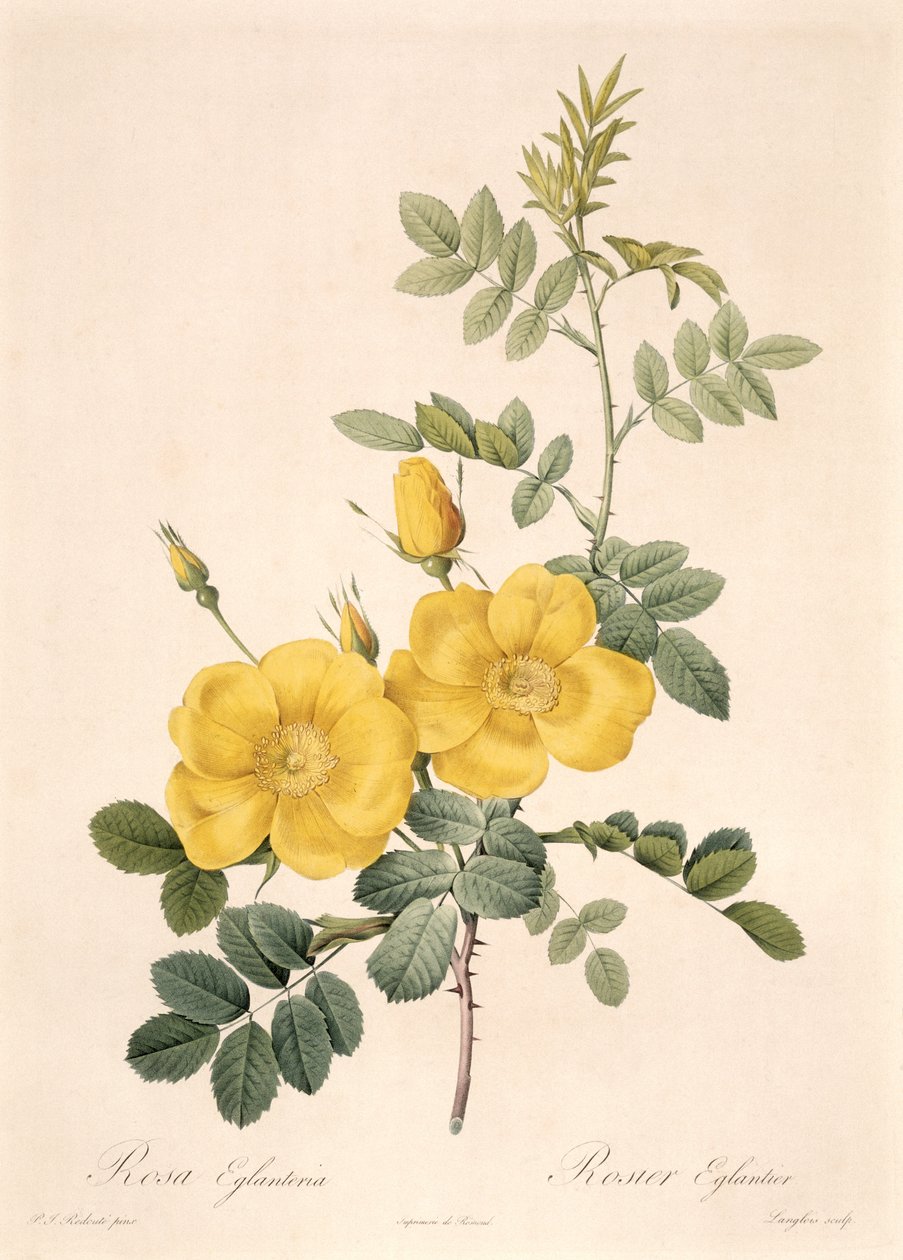 Rosa Eglanteria alkotó: Pierre Joseph Redouté