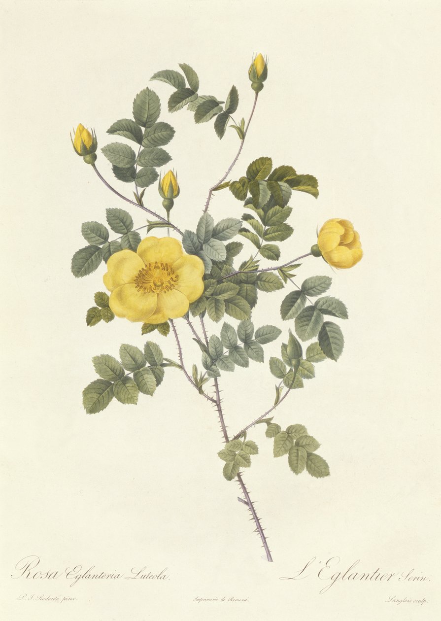 Rosa Eglanteria Luteola alkotó: Pierre Joseph Redouté