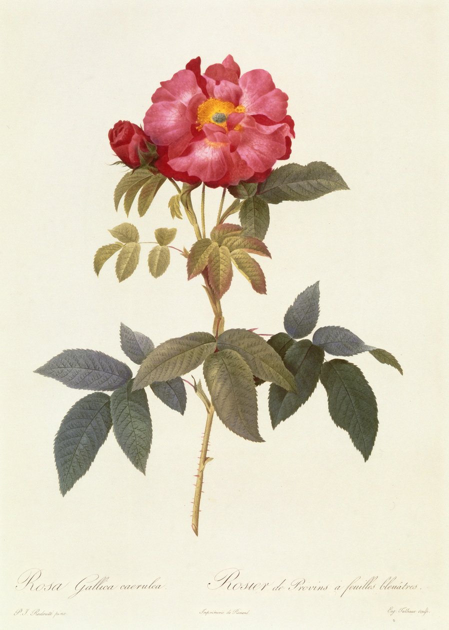 Rosa Gallica Caerulea alkotó: Pierre Joseph Redouté