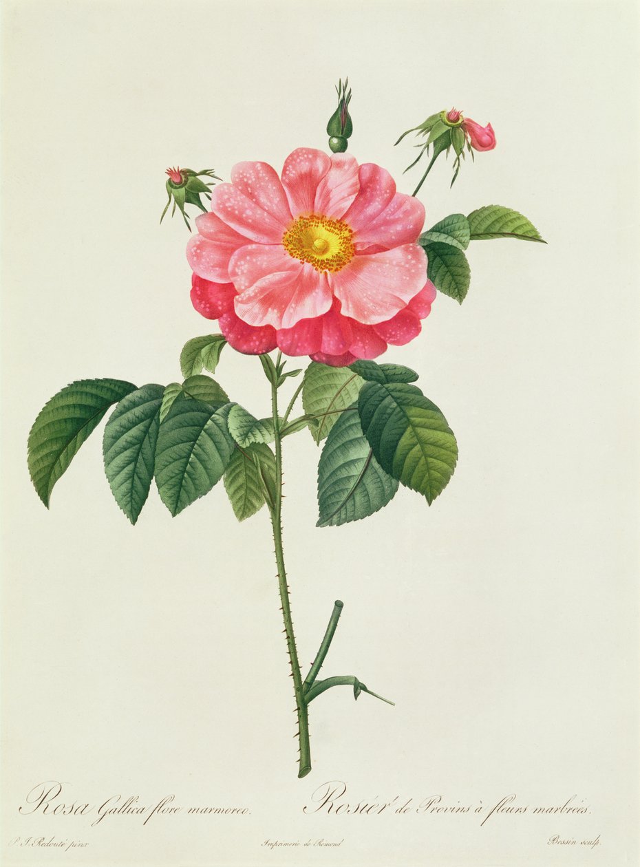 Rosa Gallica Flore Marmoreo alkotó: Pierre Joseph Redouté