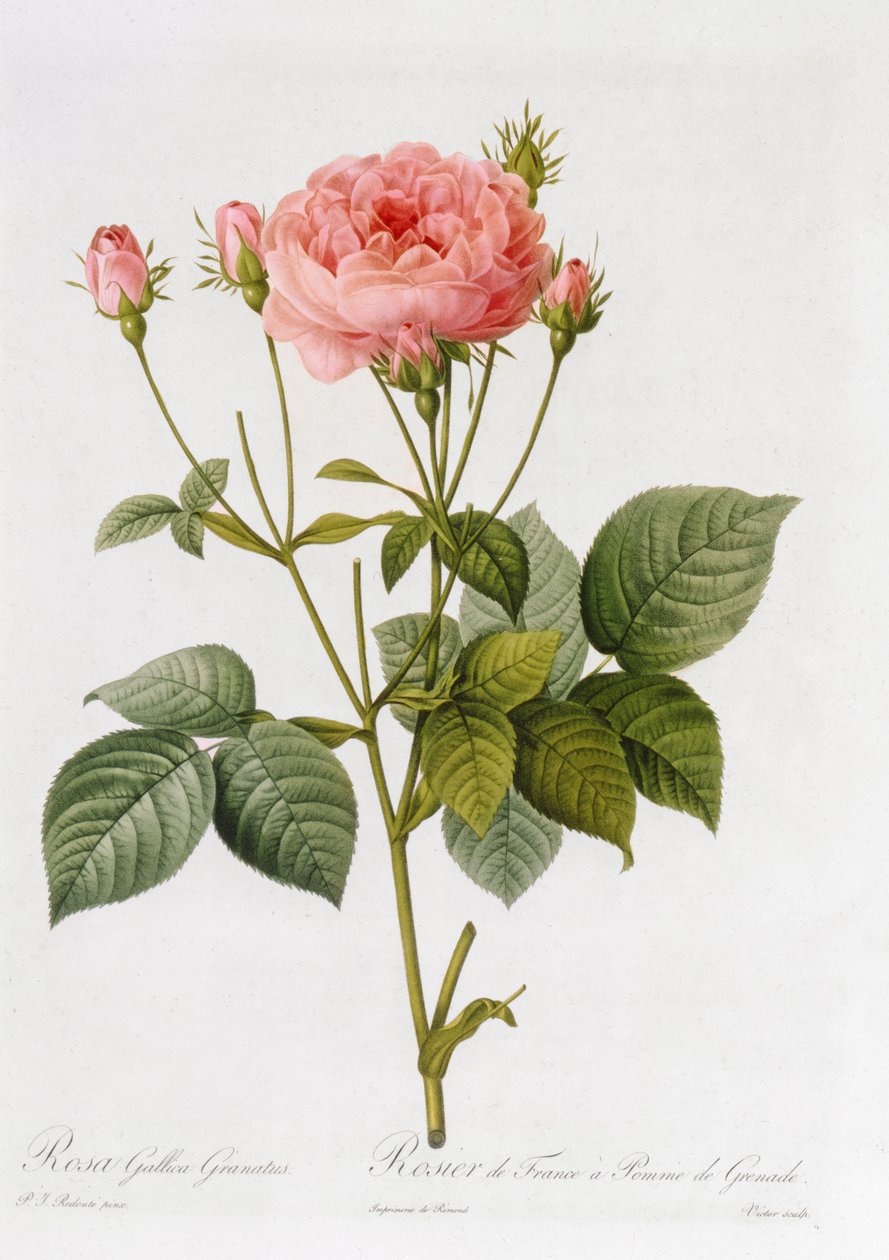 Rosa Gallica Granatus, a „Les Roses” II. kötetből, 1821 alkotó: Pierre Joseph Redouté