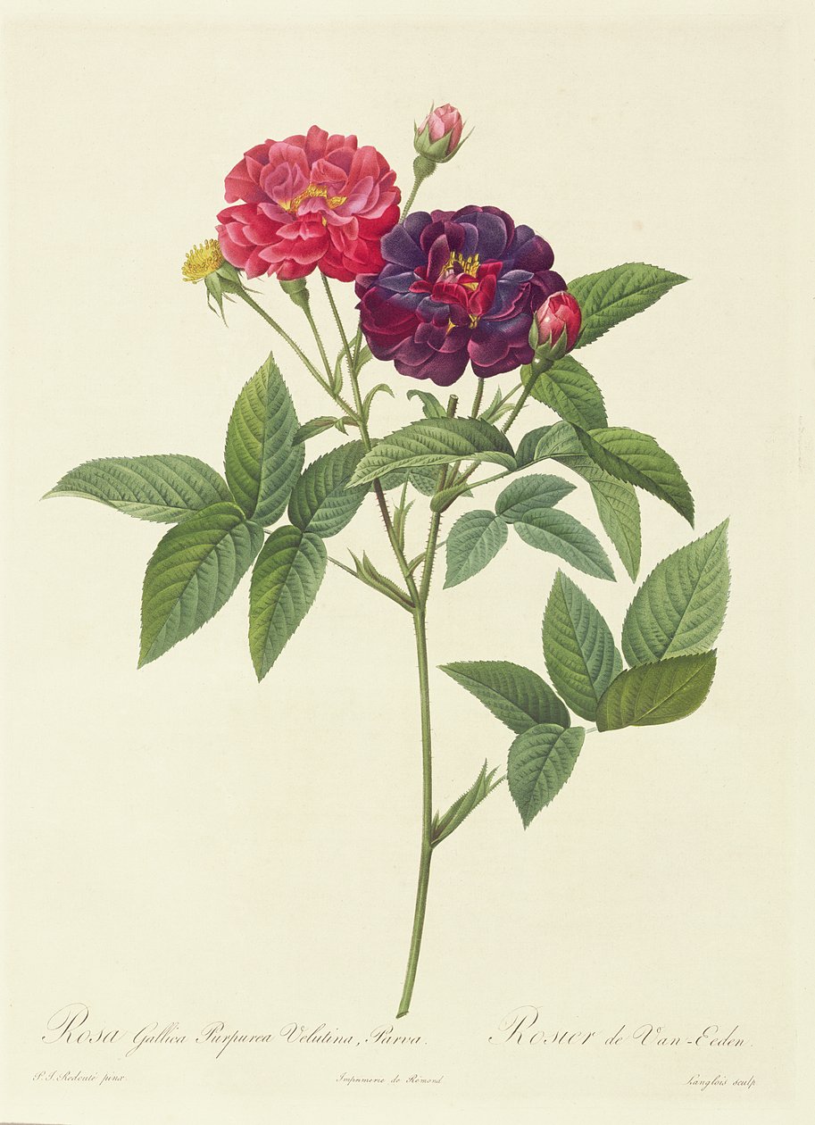 Rosa Gallica Purpurea Velutina, Parva alkotó: Pierre Joseph Redouté