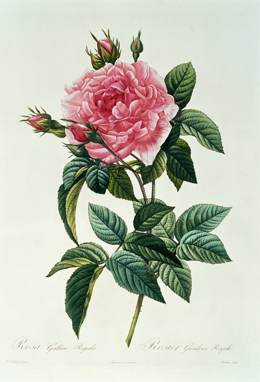A francia királyi rózsa alkotó: Pierre Joseph Redouté