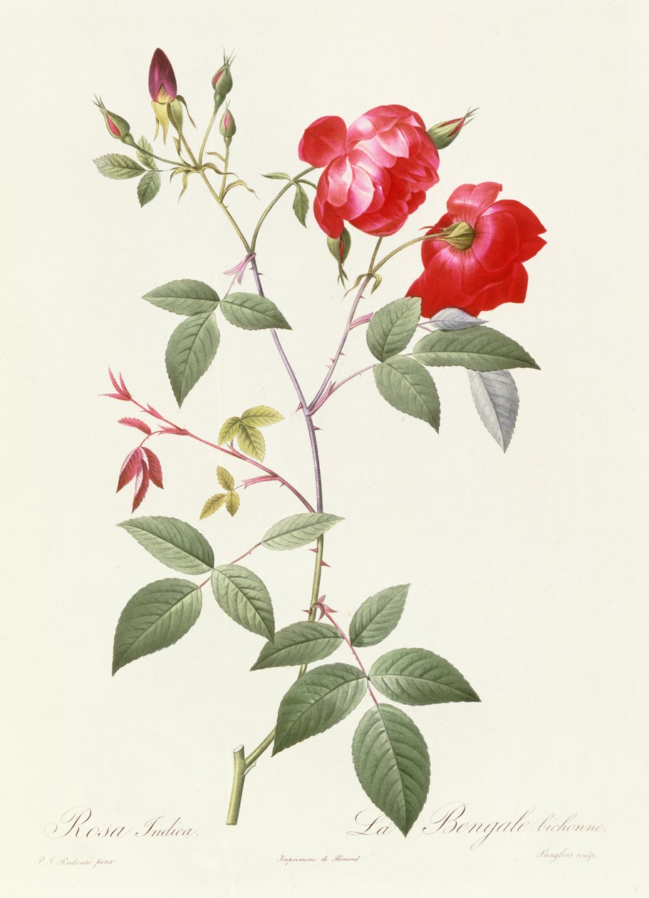 Indica Pink alkotó: Pierre Joseph Redouté