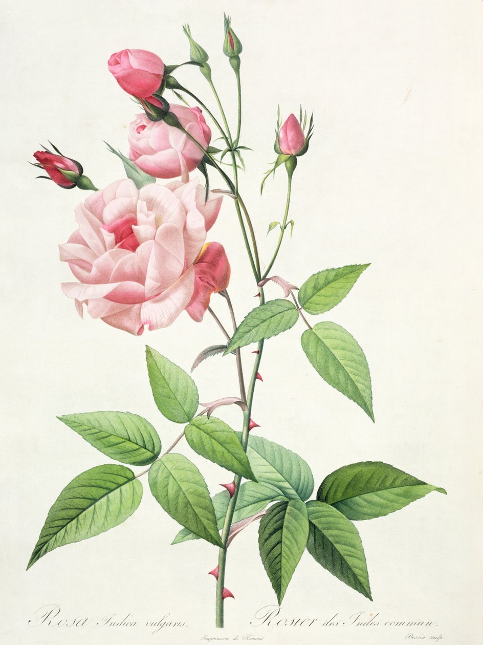 Rosa Indica Vulgaris, Bessin metszete, a „Les Roses” II. kötetből, 1821 (színes litográfia alkotó: Pierre Joseph Redouté