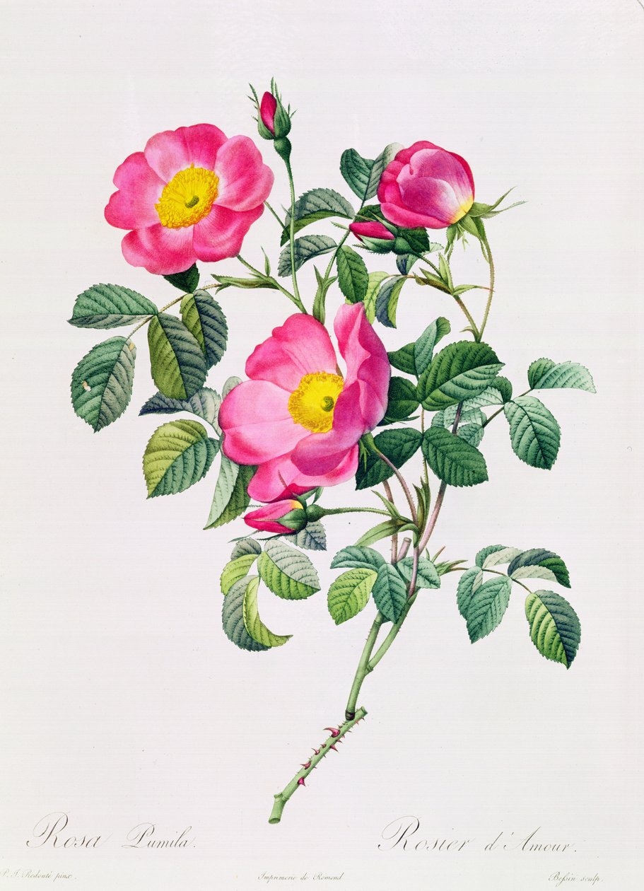 Rózsaszín Lumila alkotó: Pierre Joseph Redouté