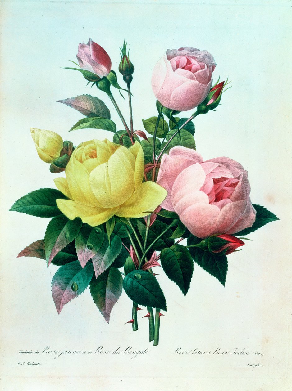 Rosa Lutea és Rosa Indica, A legszebb virágok válogatásából, 1827 alkotó: Pierre Joseph Redouté