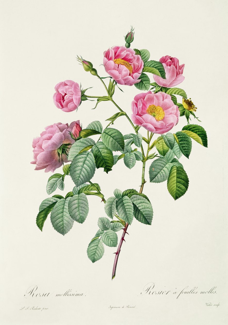 Rosa Mollissima, Claude Antoine Thory (1757-1827) „Les Roses” című művéből, Victor metszete, 1817 alkotó: Pierre Joseph Redouté
