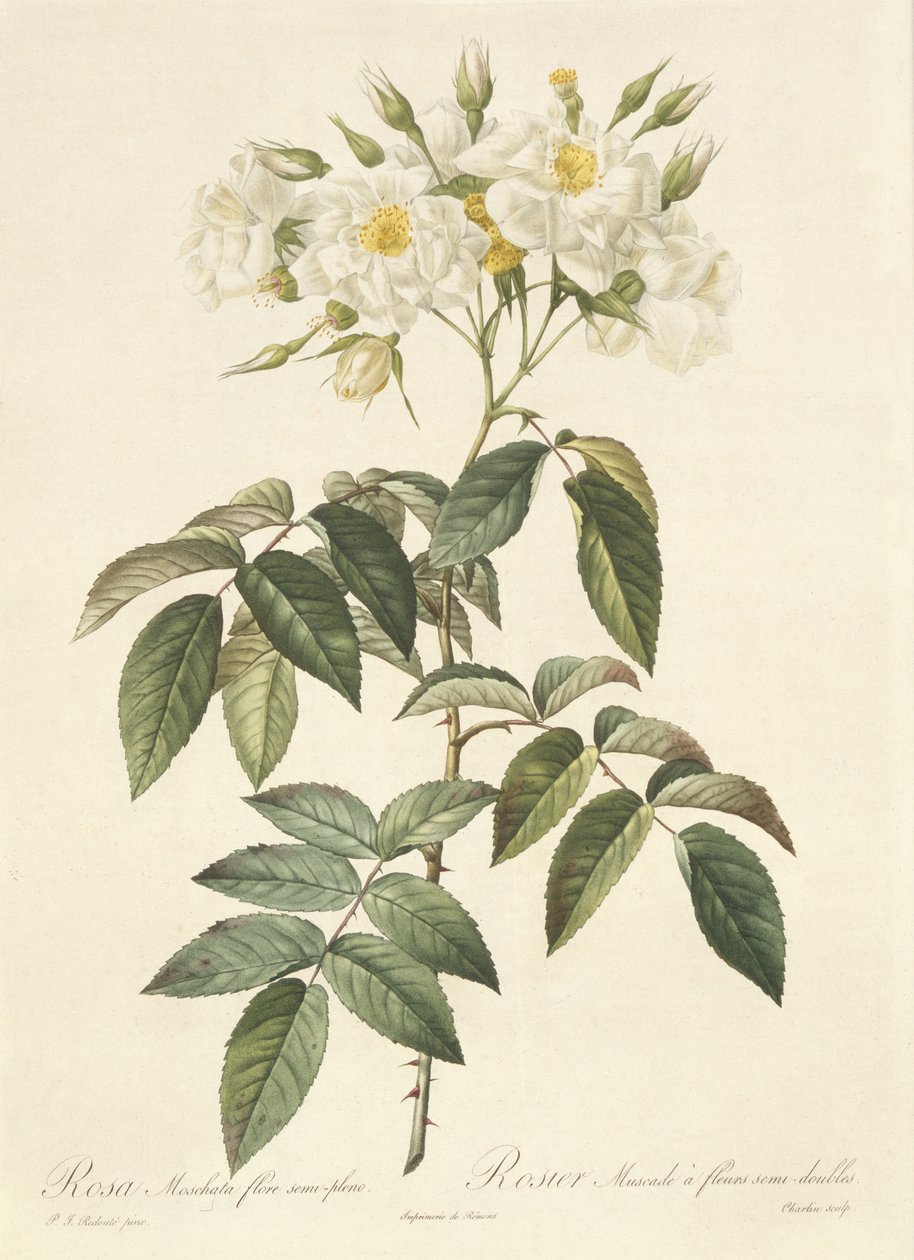 Rosa Moschata Flora Semi-Pleno alkotó: Pierre Joseph Redouté