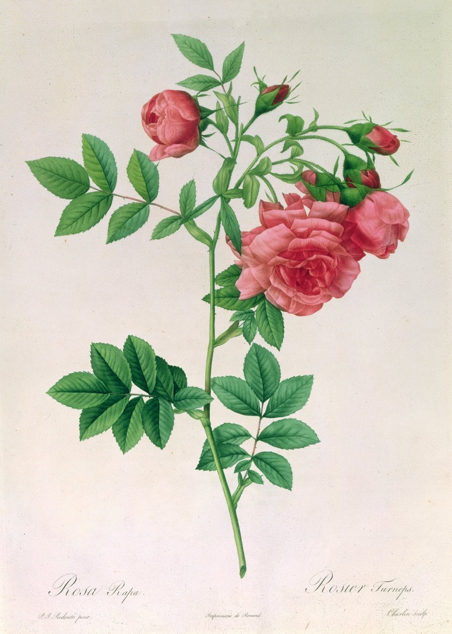 Rózsaszín fehérrépa alkotó: Pierre Joseph Redouté