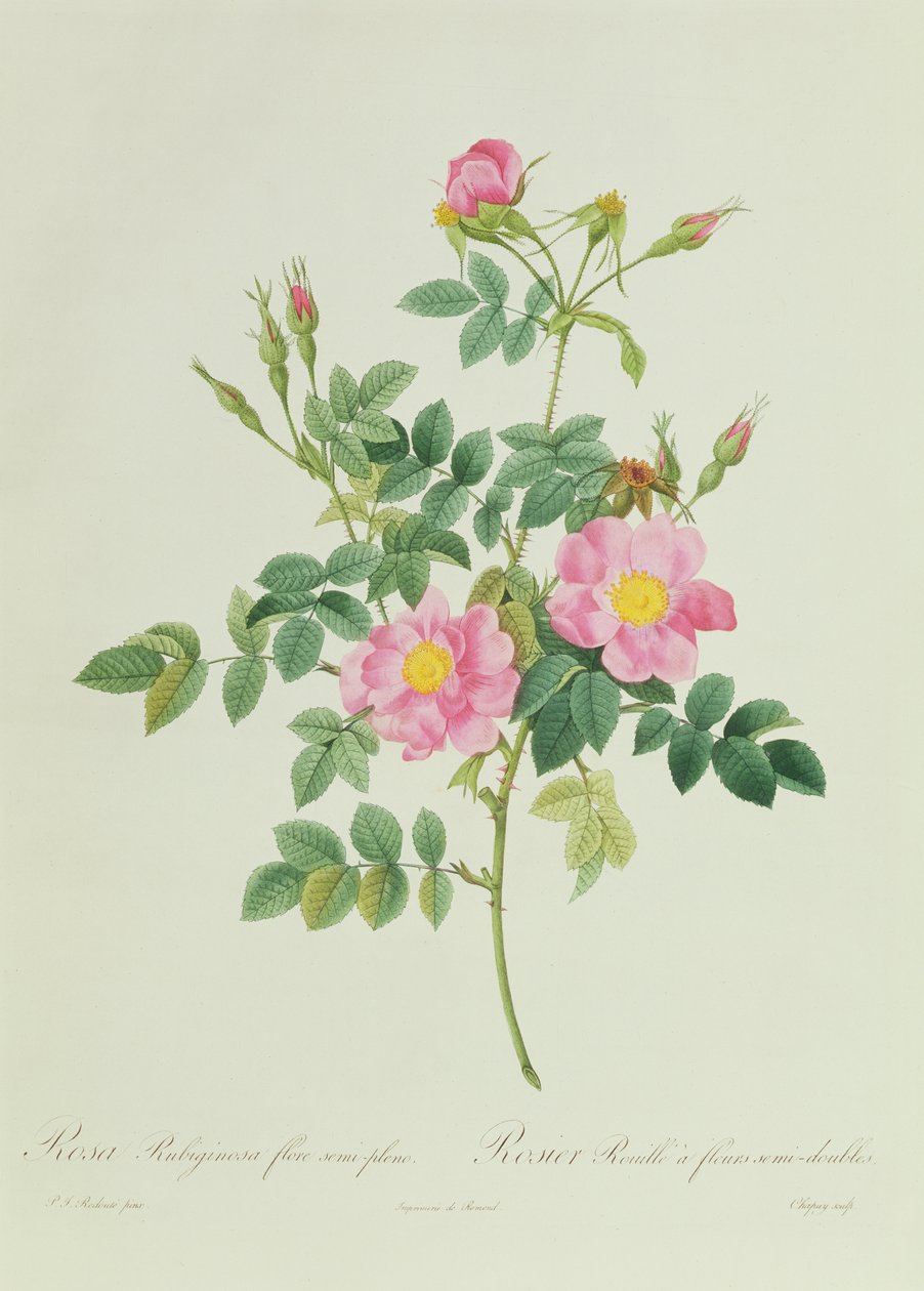 Rosa Rubiginosa félig telt virág alkotó: Pierre Joseph Redouté