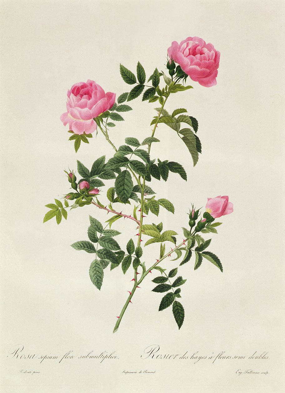 Rosa Sepium Flore Submultiplici alkotó: Pierre Joseph Redouté