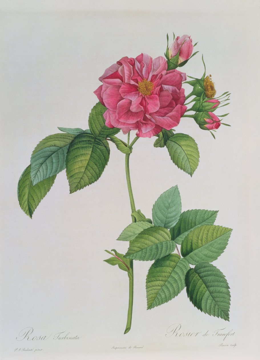 Rosa Turbinata, Les Roses, 1. kötet, 1817 alkotó: Pierre Joseph Redouté