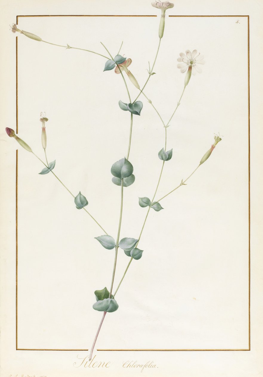 Silene Chloraefolia, 1810 (wc és testszín grafit felett, pergamen) alkotó: Pierre Joseph Redouté