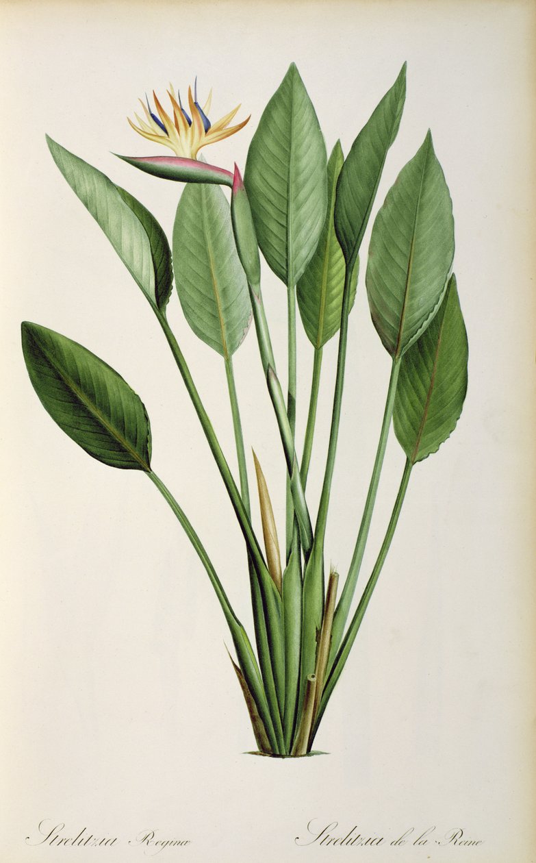 Strelitzia Reginae, a 