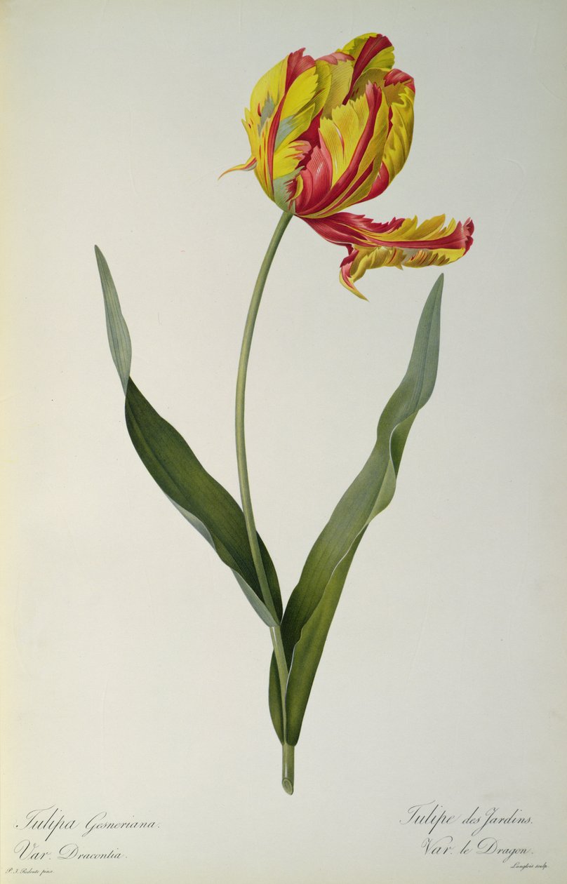 Tulipa gesneriana dracontia, a "Les Liliacees"-ből, 1816 alkotó: Pierre Joseph Redouté