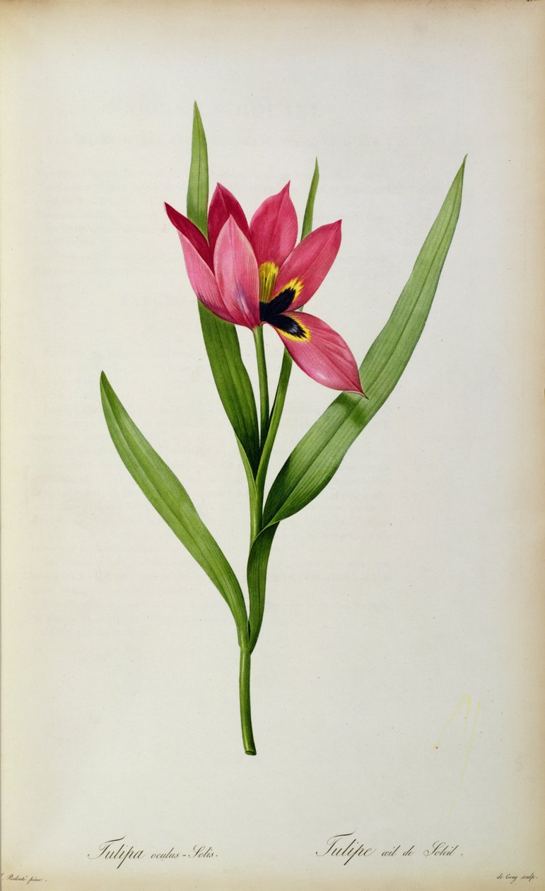 A nap tulipánszeme, a „Tulip des Jardins”-ból, 19. század alkotó: Pierre Joseph Redouté