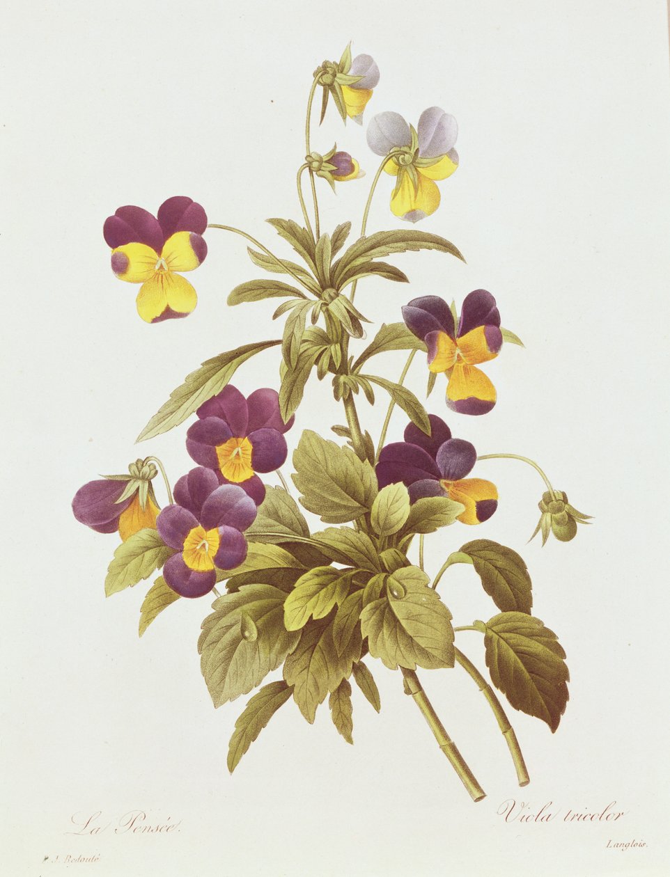 Viola Tricolor (színes metszet) alkotó: Pierre Joseph Redouté