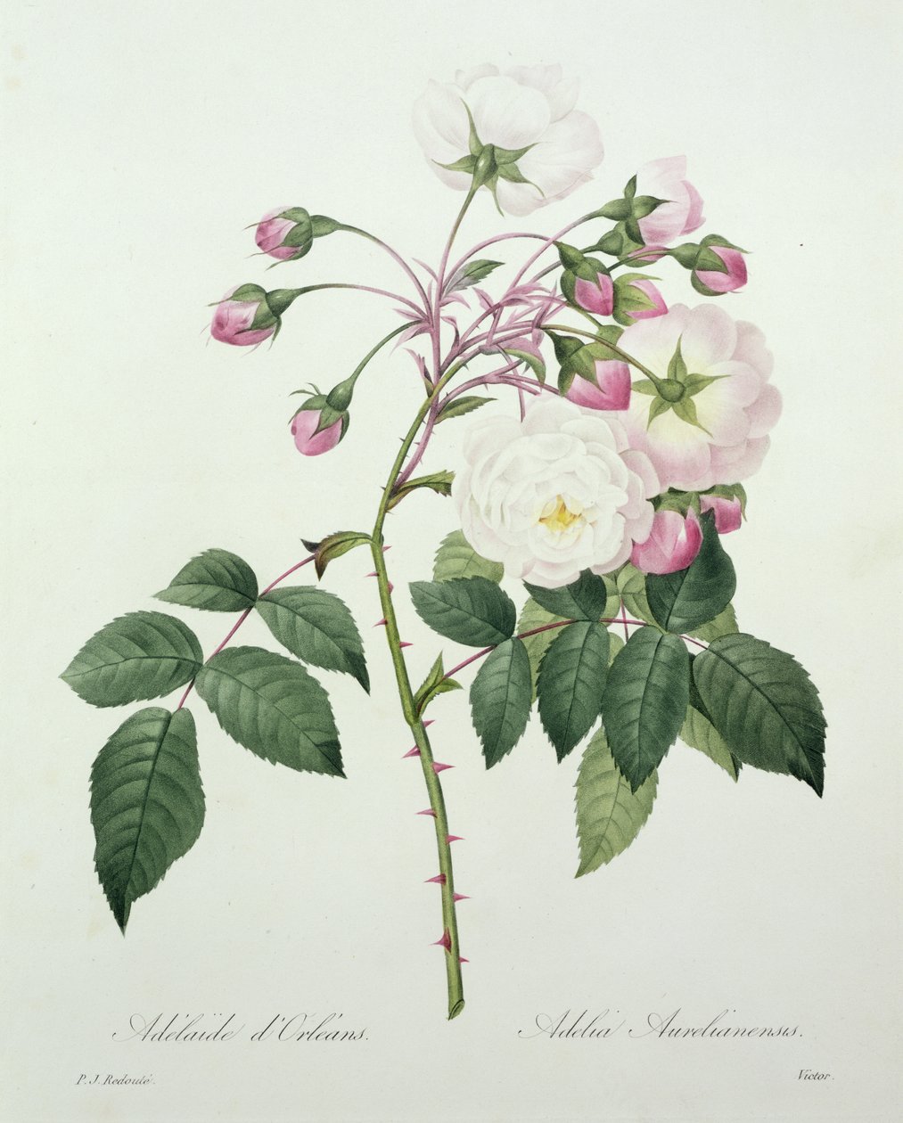 Adelia aurelianensis, Victor metszete a "Legszebb virágok válogatásából", 1827 alkotó: Pierre Joseph Redouté
