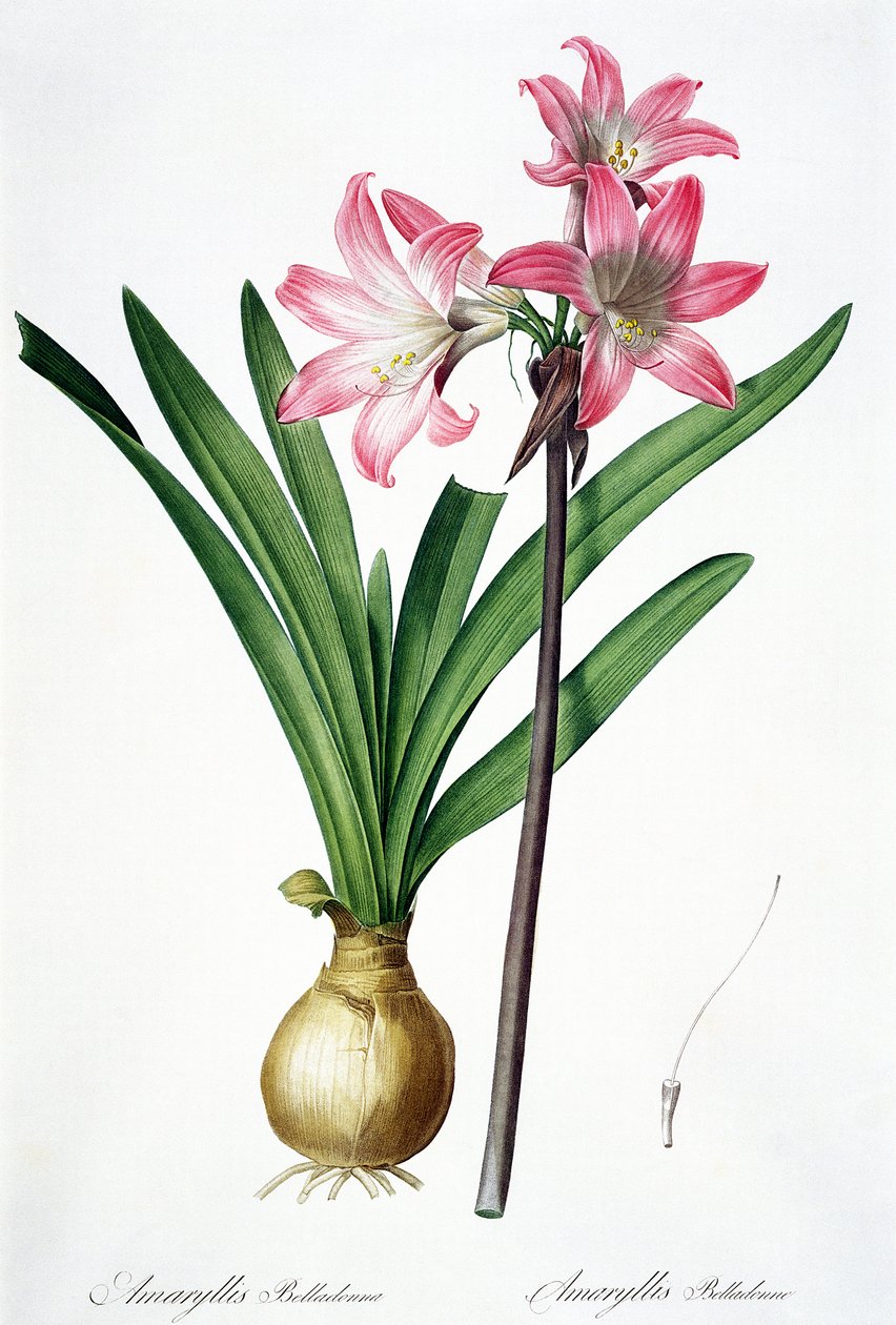 Amaryllis Belladonna, a "Les Liliacees"-ből, de Gouy metszete, 1802-16 alkotó: Pierre Joseph Redouté
