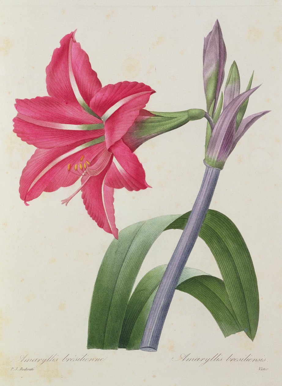 Amaryllis bresiliensis (brazil amaryllis), Victor metszet, a "Legszebb virágok válogatása" c. 1827-33. alkotó: Pierre Joseph Redouté
