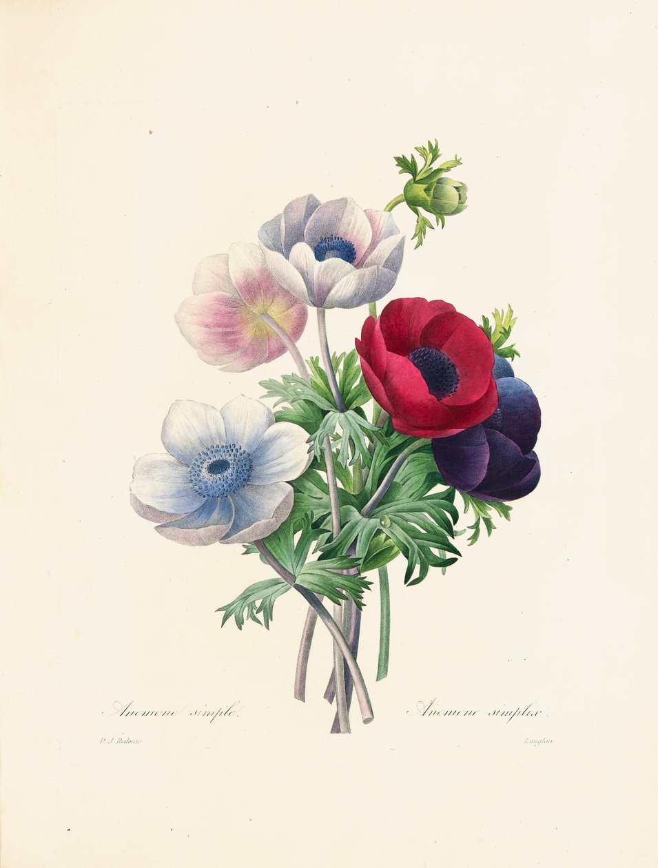 Anemone, Langlois metszete, "Choix des Plus Belles Fleurs et des Plus Beaux Fruits", II. kötet, 1827-33. alkotó: Pierre Joseph Redouté
