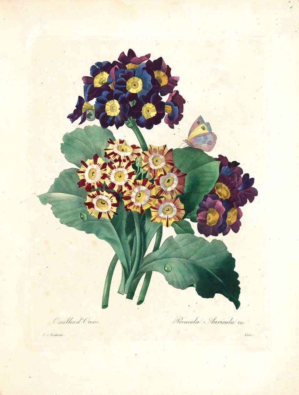 Medvefül, Victor metszetében, a „Legszebb virágok és legszebb gyümölcsök kiválasztása” című kötetből, 2. évf. I, 1827-33 alkotó: Pierre Joseph Redouté