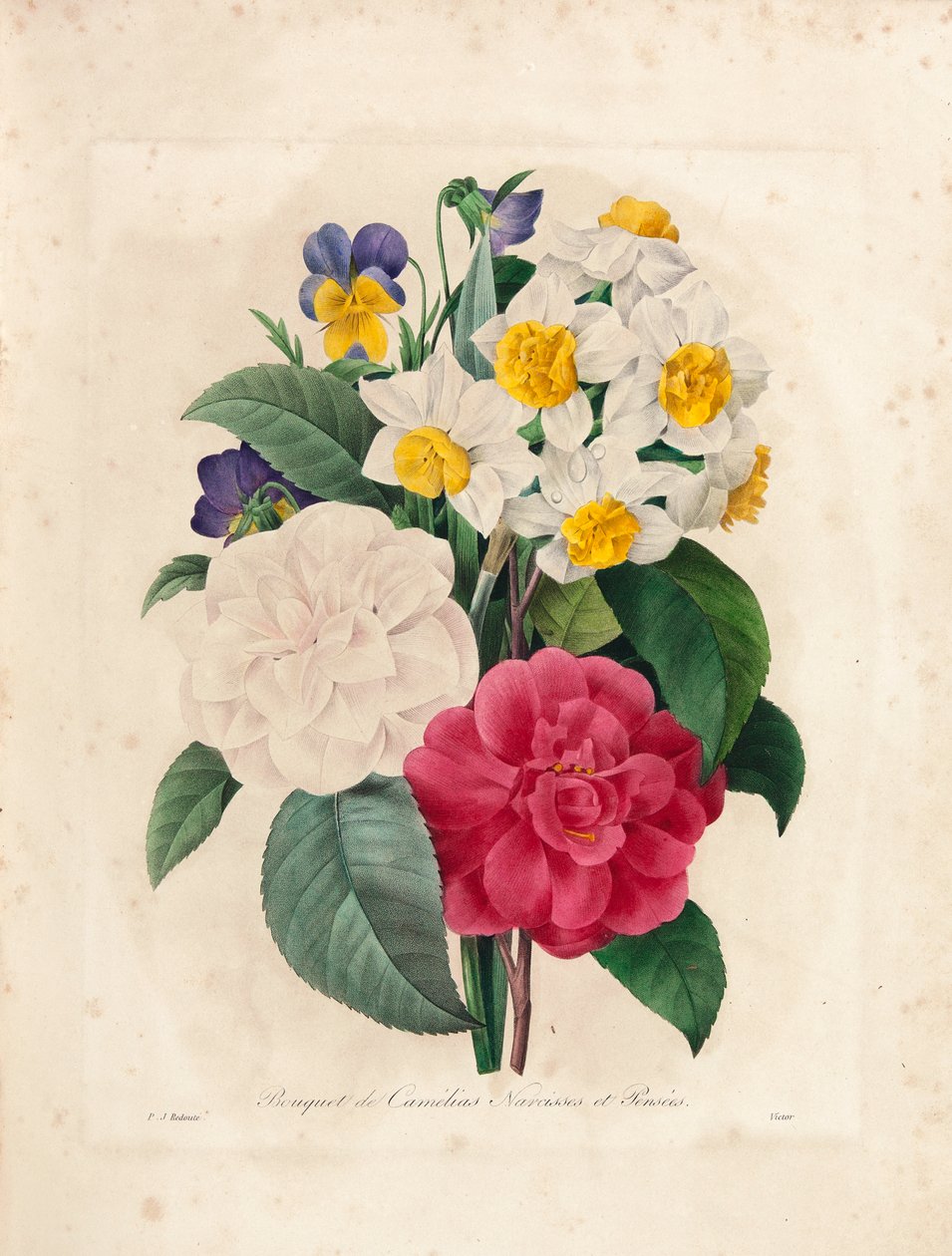 Csokor kaméliákból, nárciszokból és árvácskákból, Victor metszetével, a „Legszebb virágok és legszebb gyümölcsök válogatása” c. I, 1827-33 alkotó: Pierre Joseph Redouté