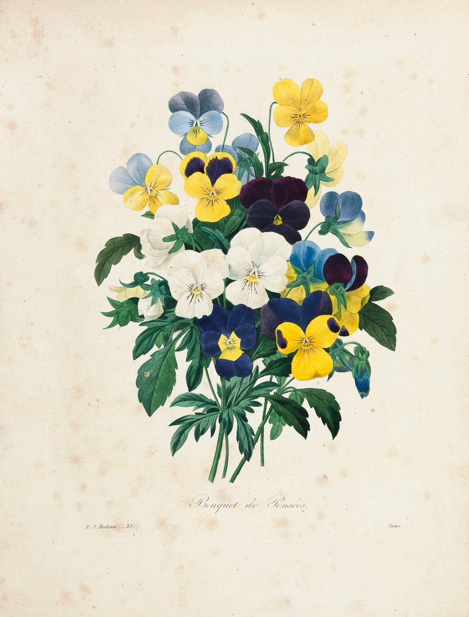 Árvácskacsokor, Victor metszete, "Choix des Plus Belles Fleurs et des Plus Beaux Fruits", I. kötet, 1827-33. alkotó: Pierre Joseph Redouté