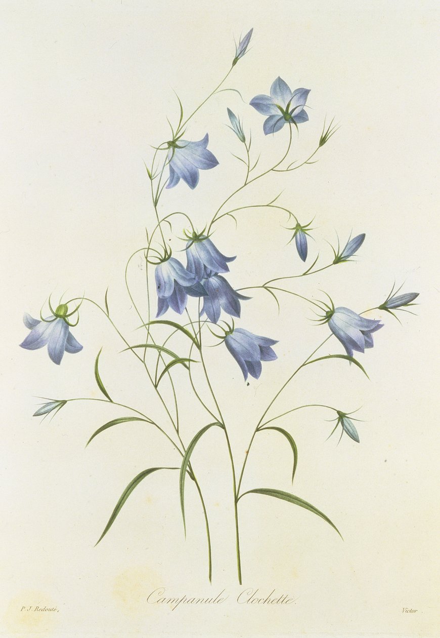 Campanula, Victor metszet, a "Legszebb virágok válogatásából", 1827-33 alkotó: Pierre Joseph Redouté