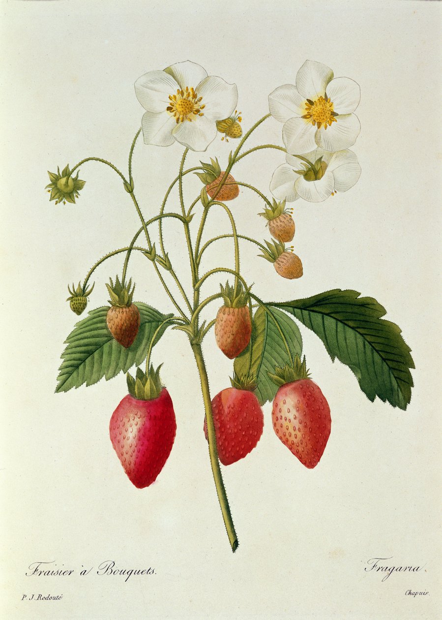 Fragaria (eper), Chapuis metszete a "Legszebb virágok válogatásából", 1827-33 alkotó: Pierre Joseph Redouté