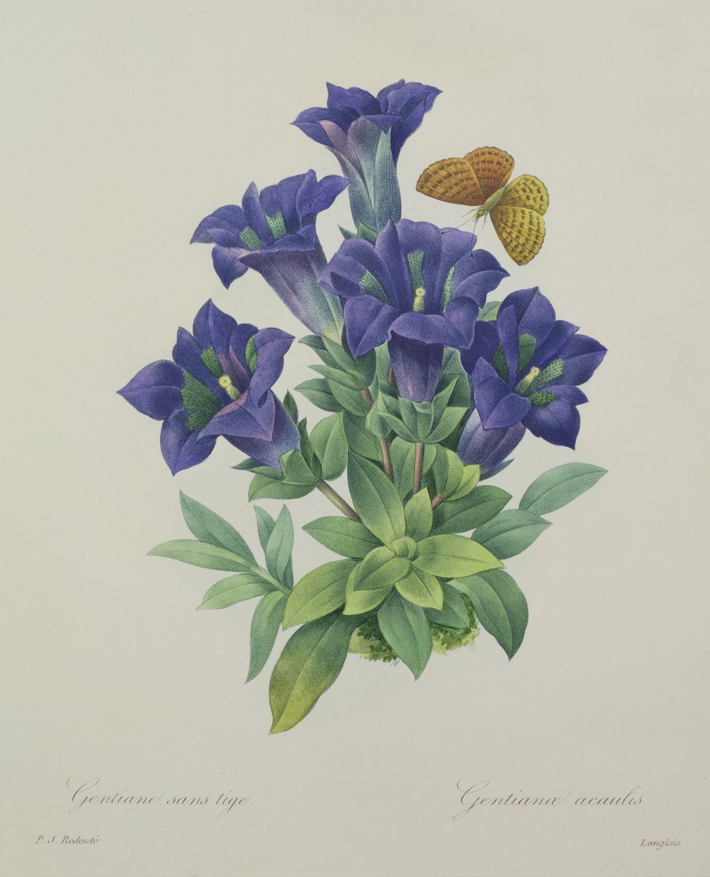 Gentiana acaulis (trombitás encián), Langlois metszete, a "Choix des Plus Belles Fleurs" című kötetből, 1827. alkotó: Pierre Joseph Redouté