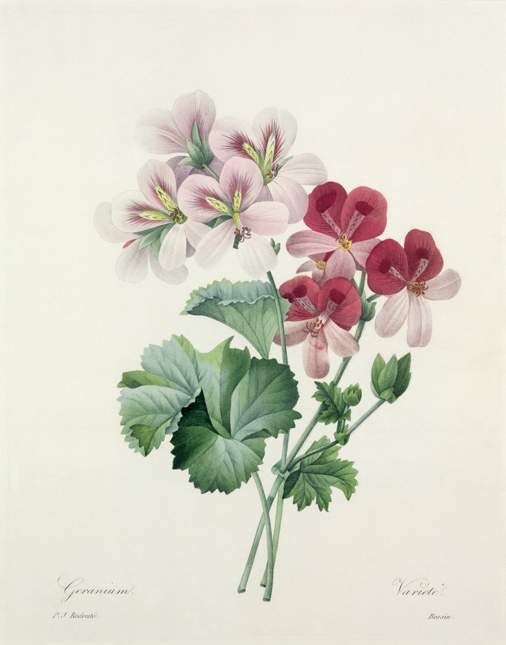 Muskátli fajta (darucsőrű) a "Legszebb virágok válogatásából", 1827 alkotó: Pierre Joseph Redouté