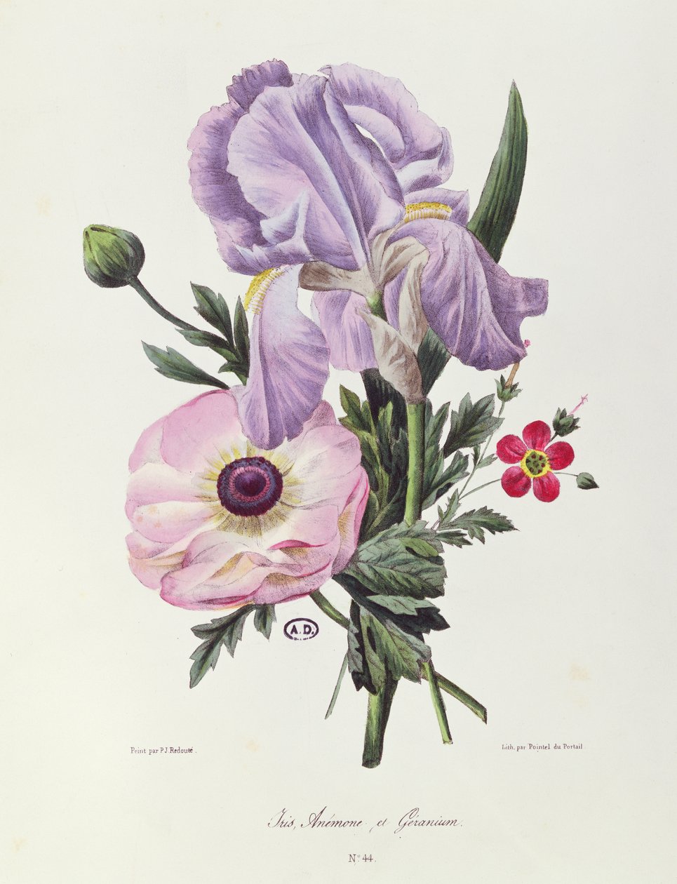 Írisz, kökörcsin és muskátli, vésette Pointel du Portail, 1830 körül alkotó: Pierre Joseph Redouté