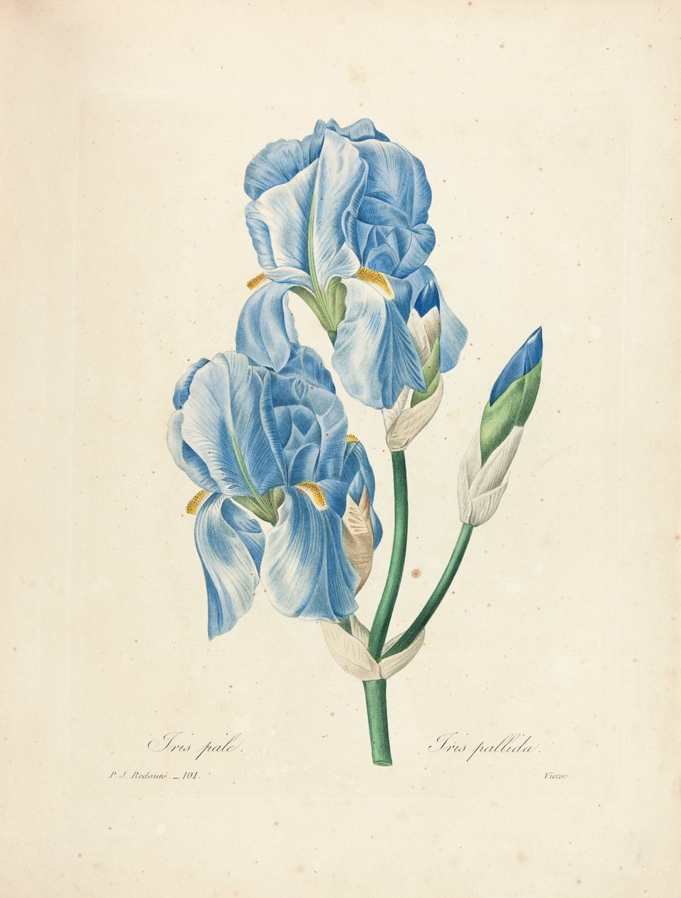 Iris Pallida, Victor metszet, a „Legszebb virágok és legszebb gyümölcsök kiválasztása” című kötetből, 1. évf. II, 1827-33 alkotó: Pierre Joseph Redouté