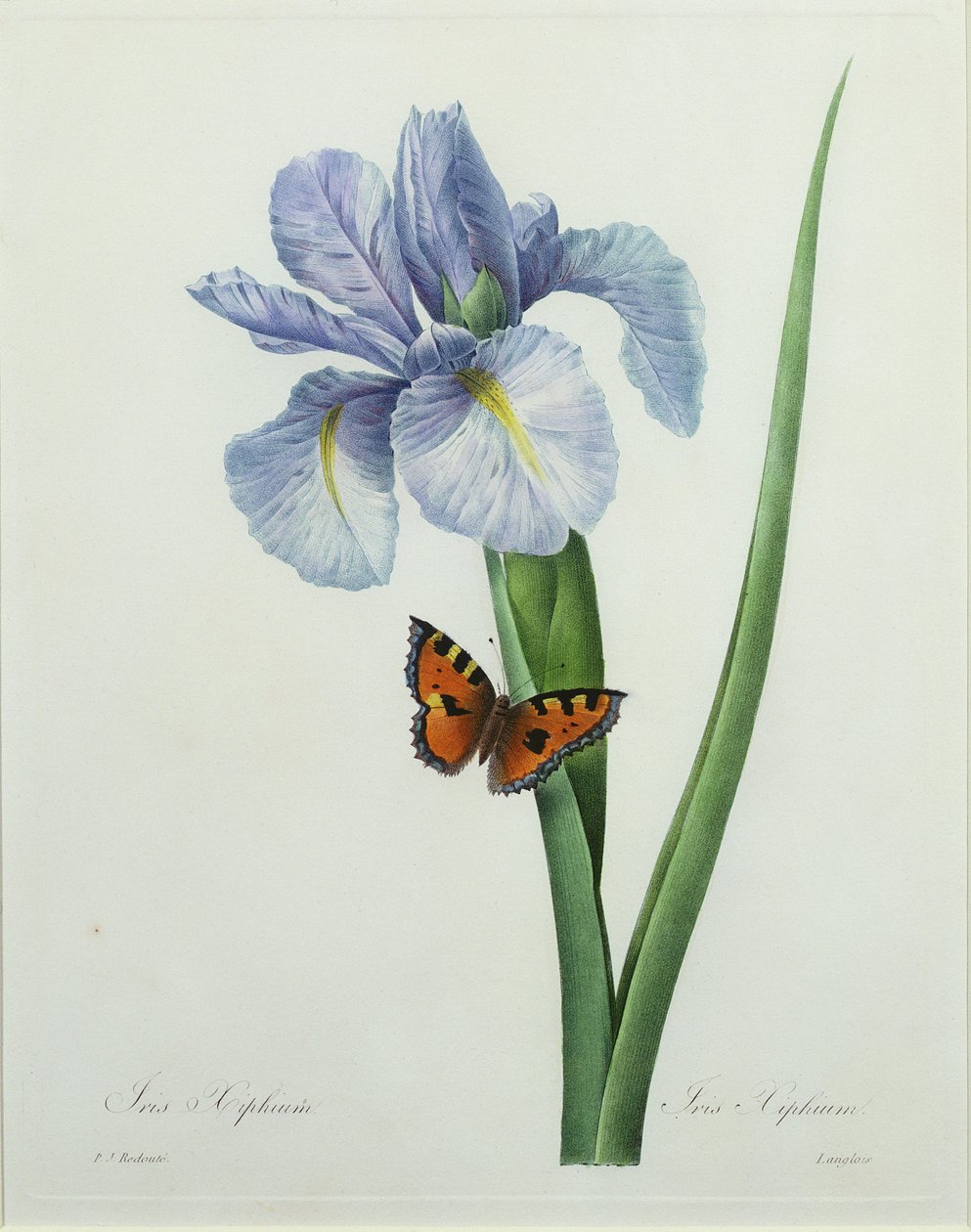 Írisz xiphium, Langlois metszete, a "Legszebb virágok válogatásából", 1827 alkotó: Pierre Joseph Redouté