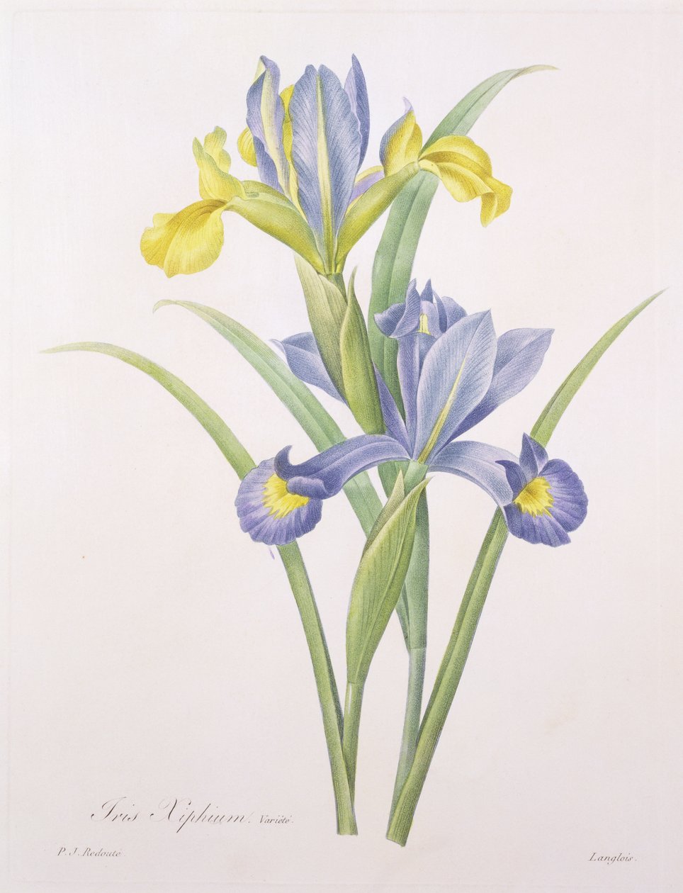 Iris xiphium, fajta, Langlois metszet, a "Legszebb virágok válogatásából", 1827 alkotó: Pierre Joseph Redouté