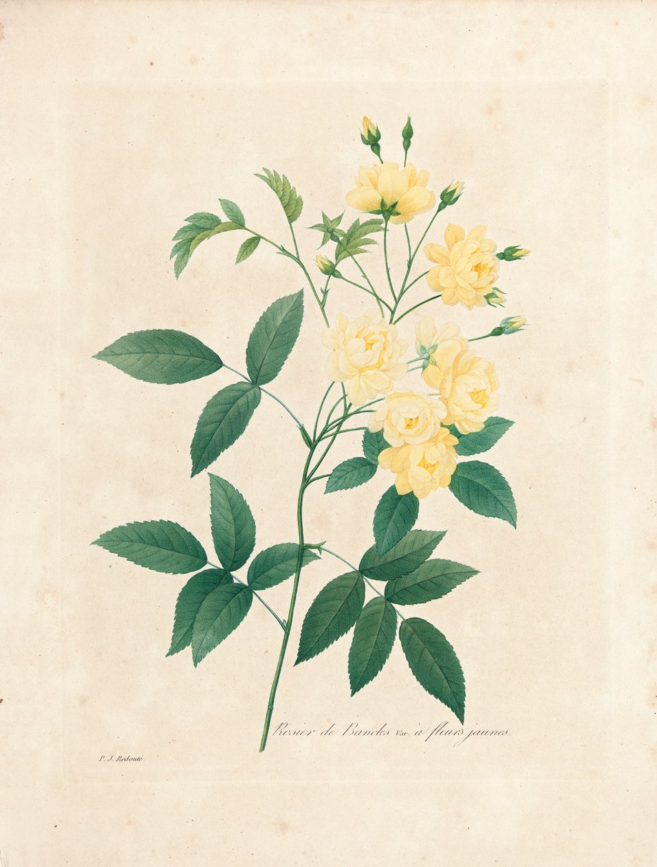 Lady Banks rózsája, „A legszebb virágok és a legszebb gyümölcsök kiválasztása”, 1. évf. I, 1827-33 alkotó: Pierre Joseph Redouté