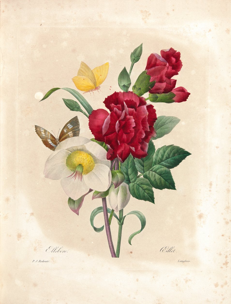 Szegfű, Langlois metszete, "Choix des Plus Belles Fleurs et des Plus Beaux Fruits", I. kötet, 1827-33. alkotó: Pierre Joseph Redouté