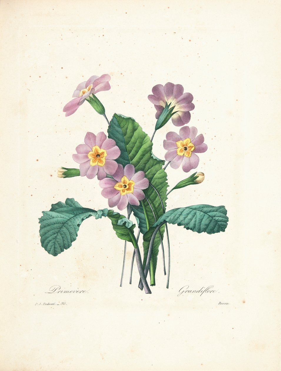 Primula, Bessin metszete, a "Choix des Plus Belles Fleurs et des Plus Beaux Fruits" II. kötetéből, 1827-33. alkotó: Pierre Joseph Redouté