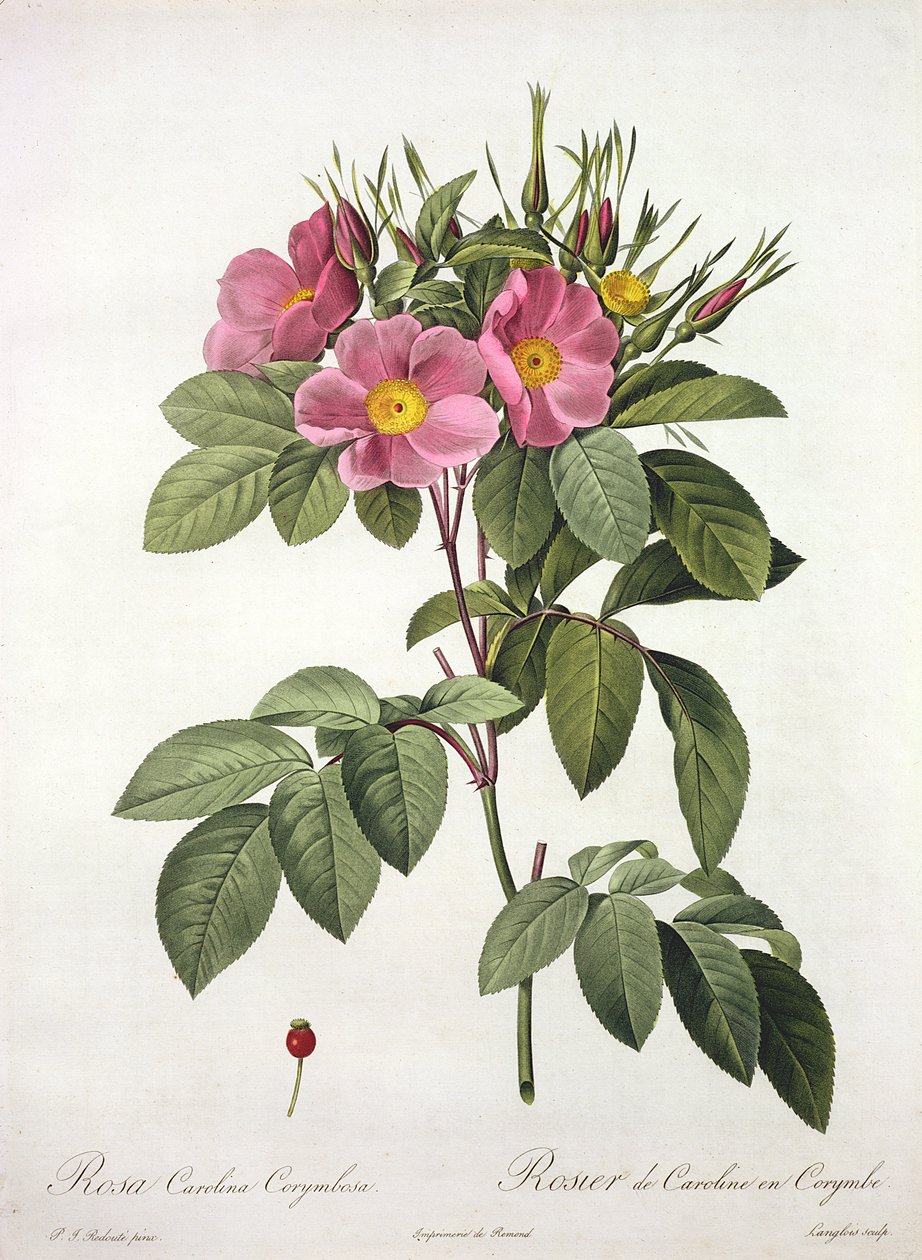 Rosa Carolina Corymbosa, Langlois metszete, a „Les Roses”-ból, 1817-24 (színes akvatinta) alkotó: Pierre Joseph Redouté