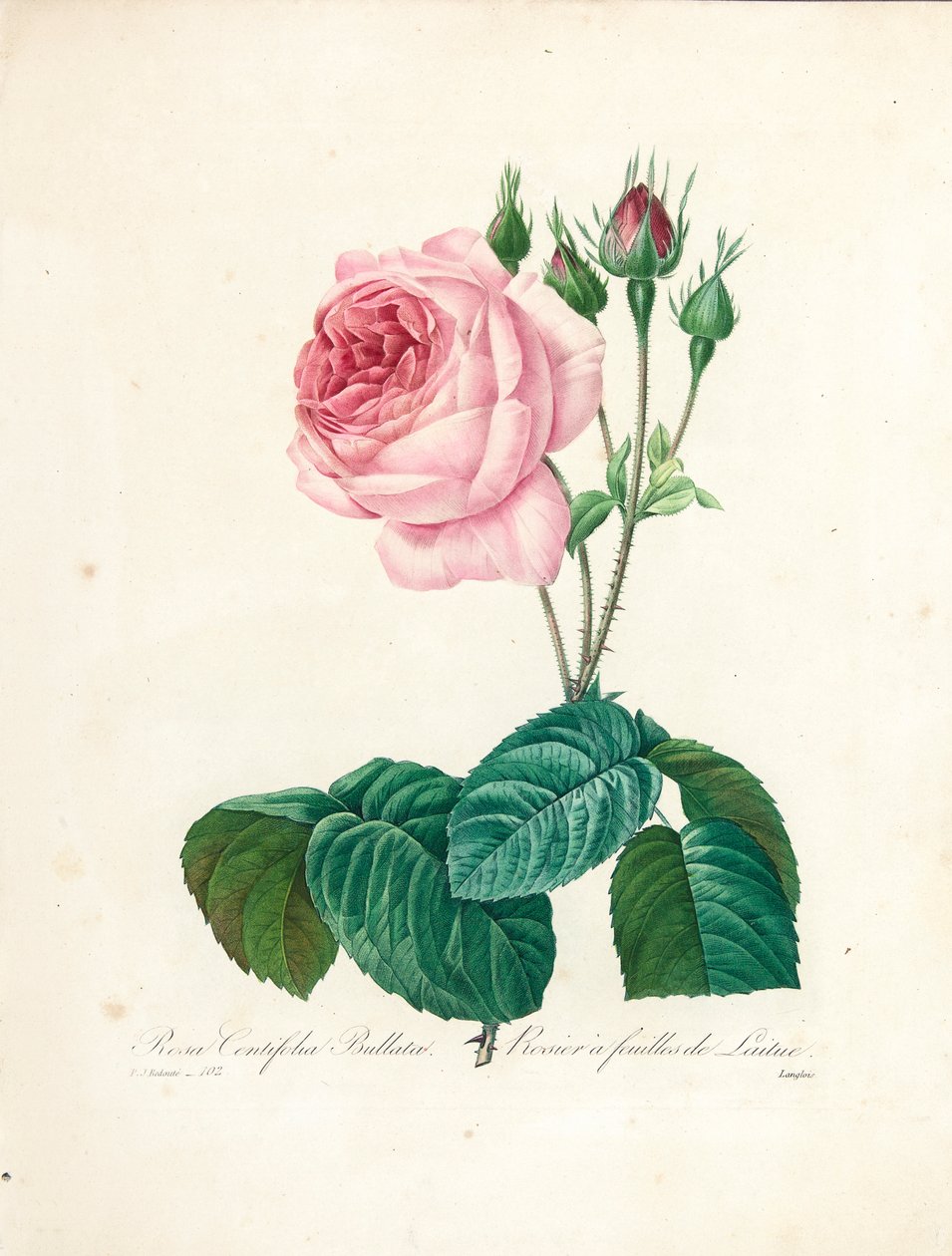 Rosa Centifolia Bullata, Langlois metszete, a "Choix des Plus Belles Fleurs et des Plus Beaux Fruits", I. kötet, 1827-33. évfolyamból. alkotó: Pierre Joseph Redouté