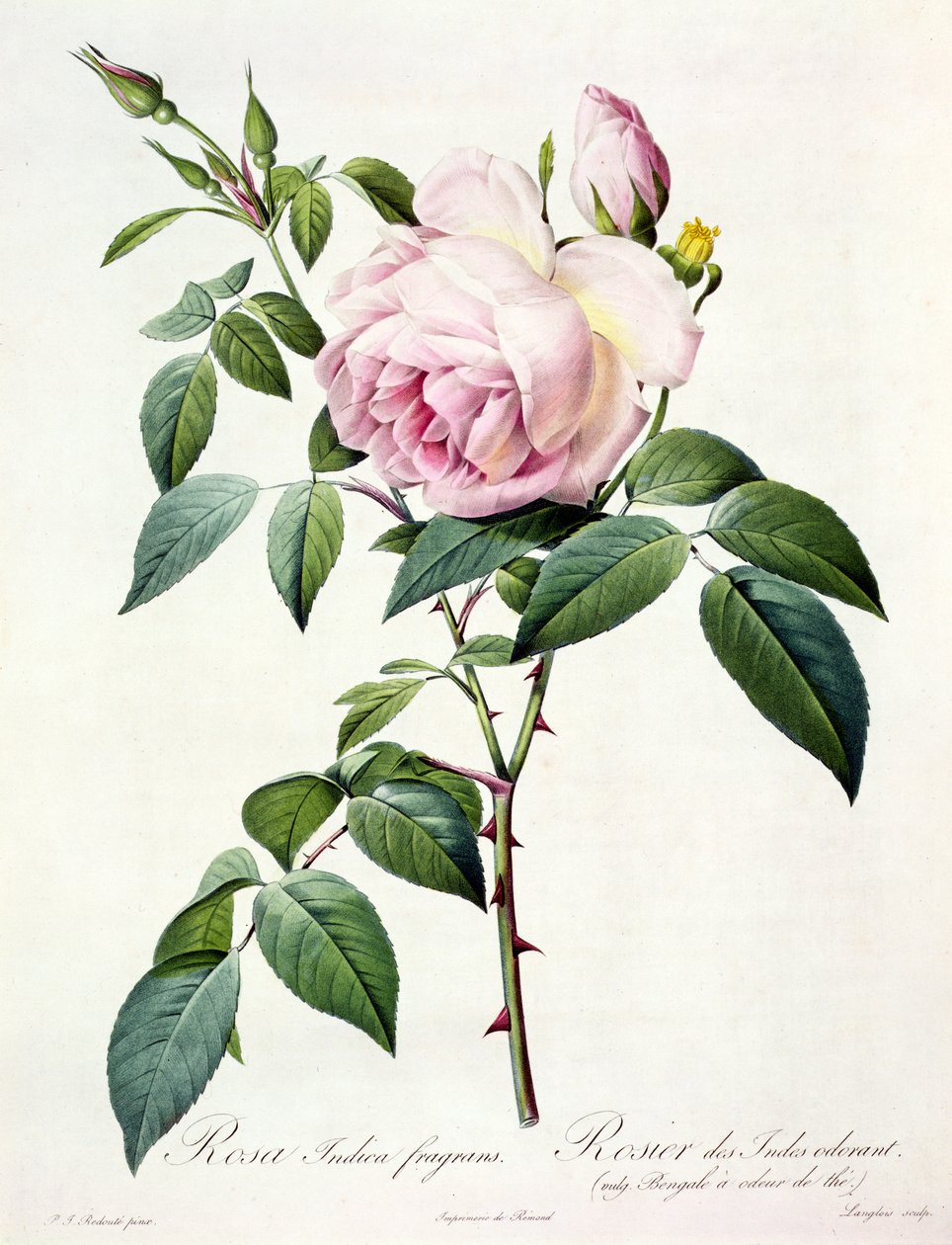 Rosa Indica Fragrans, Langlois metszet, Remond kiadó alkotó: Pierre Joseph Redouté
